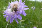 Wittwenblume