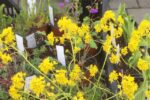 Wildblumenmarkt