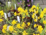 Wildblumenmarkt