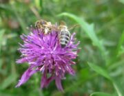 Bienen an Wiesenflockenblume