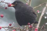 Amsel