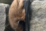 Fledermaus