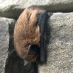 Fledermaus (Foto: Regula Wendel, Wiezikon)