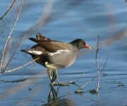 Teichhuhn (Foto: Regula Wendel, Wiezikon) Teichhuhn (Foto: Regula Wendel, Wiezikon)