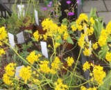 Wildblumenmarkt (Foto: Regula Wendel, Wiezikon) Wildblumenmarkt (Foto: Regula Wendel, Wiezikon)