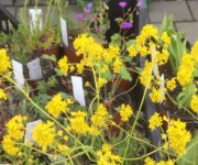 Wildblumenmarkt (Foto: Regula Wendel, Wiezikon) Wildblumenmarkt (Foto: Regula Wendel, Wiezikon)