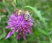 Bienen an Wiesenflockenblume (Foto: Regula Wendel, Wiezikon) Bienen an Wiesenflockenblume (Foto: Regula Wendel, Wiezikon)