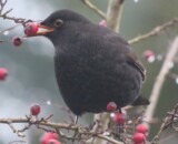 Amsel (Foto: Regula Wendel, Wiezikon) Amsel (Foto: Regula Wendel, Wiezikon)