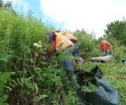 Neophytenbekämpfung (Foto: Regula Wendel, Wiezikon) Neophytenbekämpfung (Foto: Regula Wendel, Wiezikon)