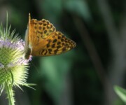 Kaisermantel an wilder Karde (Foto: Regula Wendel, Wiezikon) Kaisermantel an wilder Karde (Foto: Regula Wendel, Wiezikon)