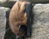 Fledermaus (Foto: Regula Wendel, Wiezikon) Fledermaus (Foto: Regula Wendel, Wiezikon)